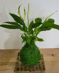 Kokedama Spathiphyllum et sphère de mousse et écorce de bois