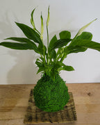 Kokedama Spathiphyllum