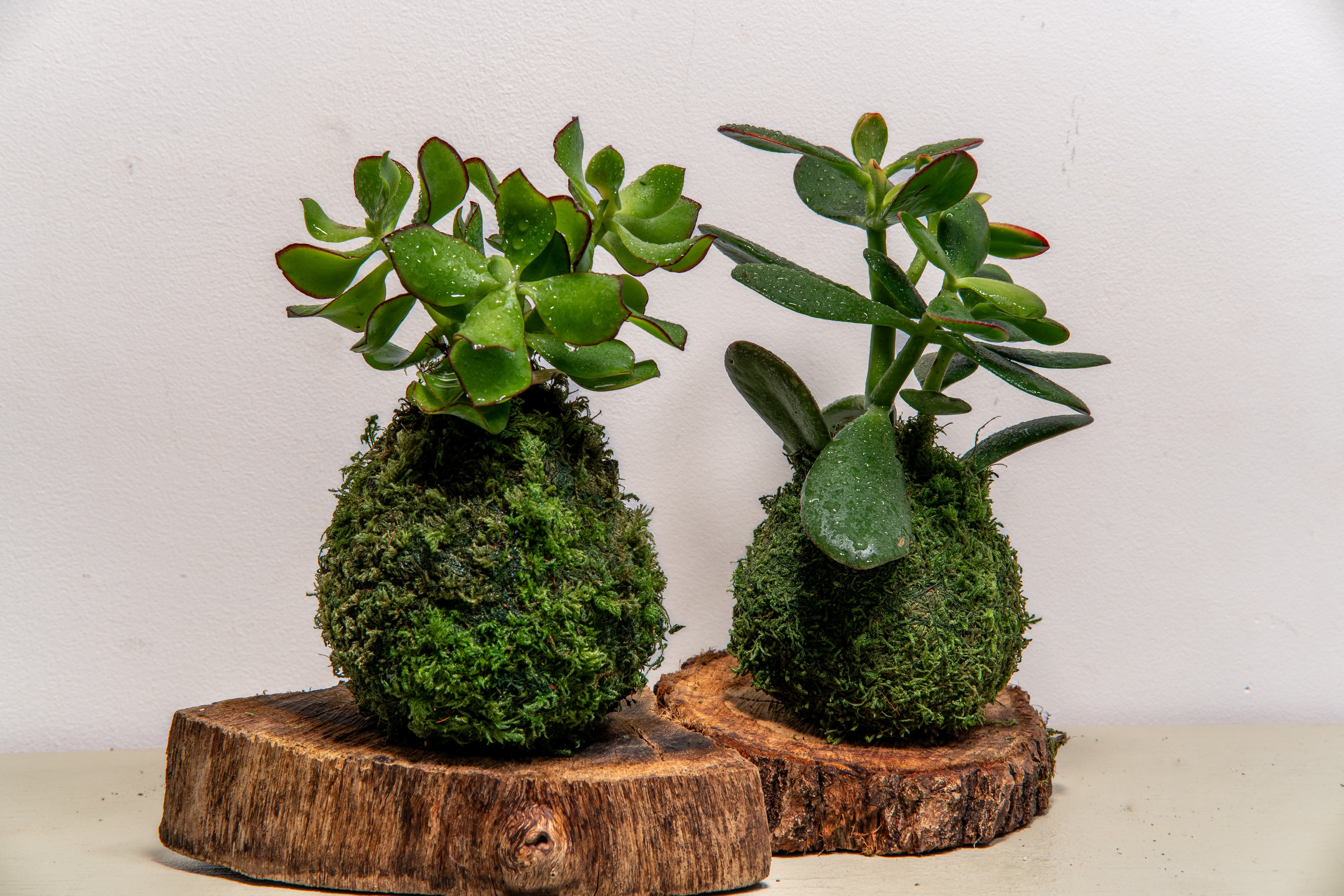 Kokedama Succulente Arborescente