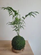 Kokedama Chamaedorea