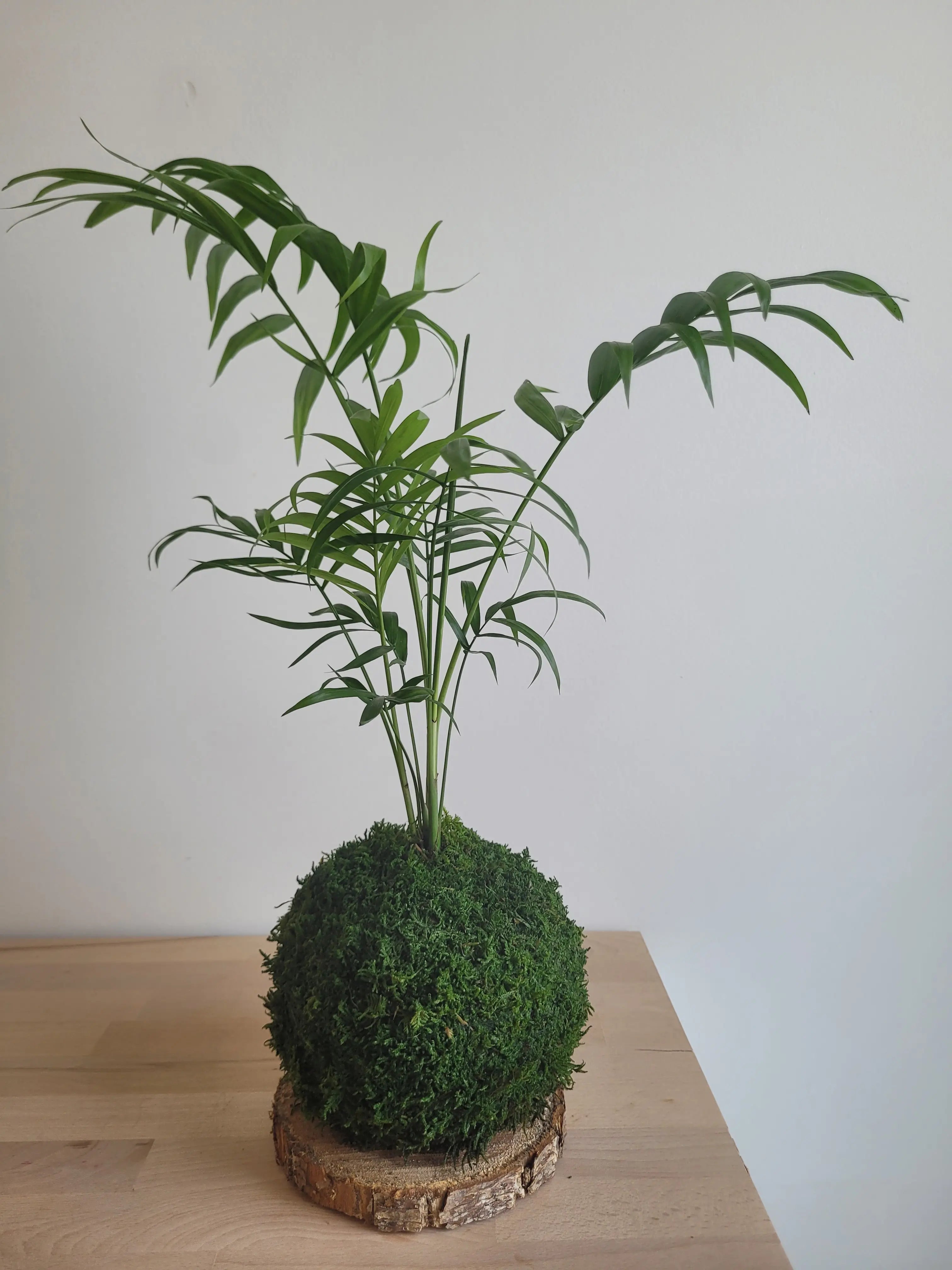 Kokedama Chamaedorea