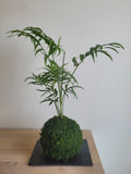 Kokedama Chamaedorea