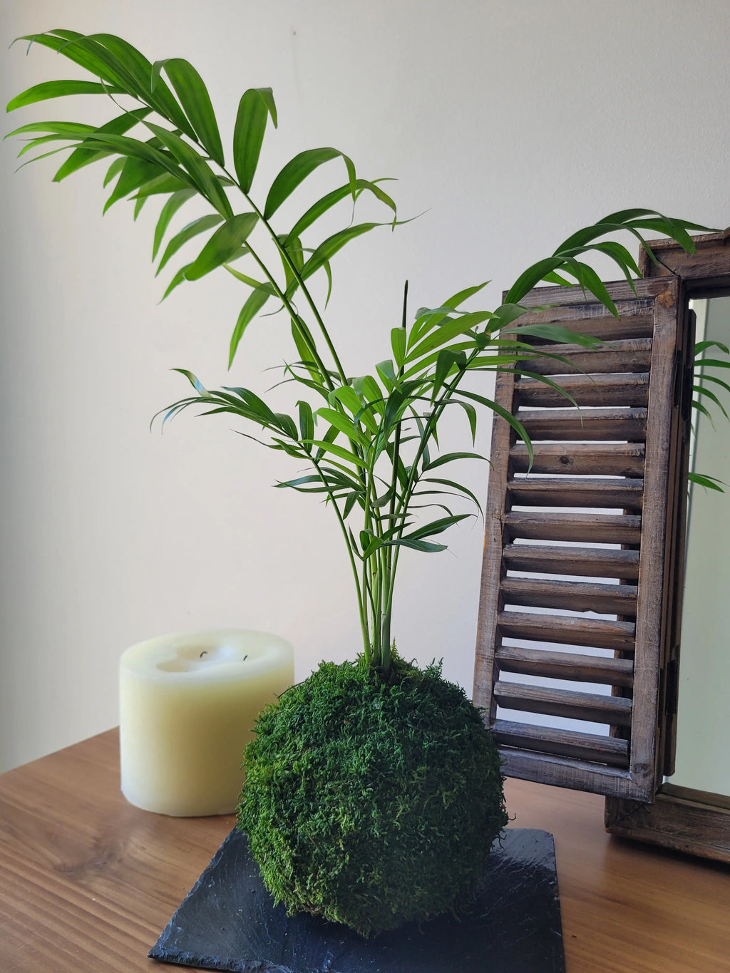 Kokedama Chamaedorea