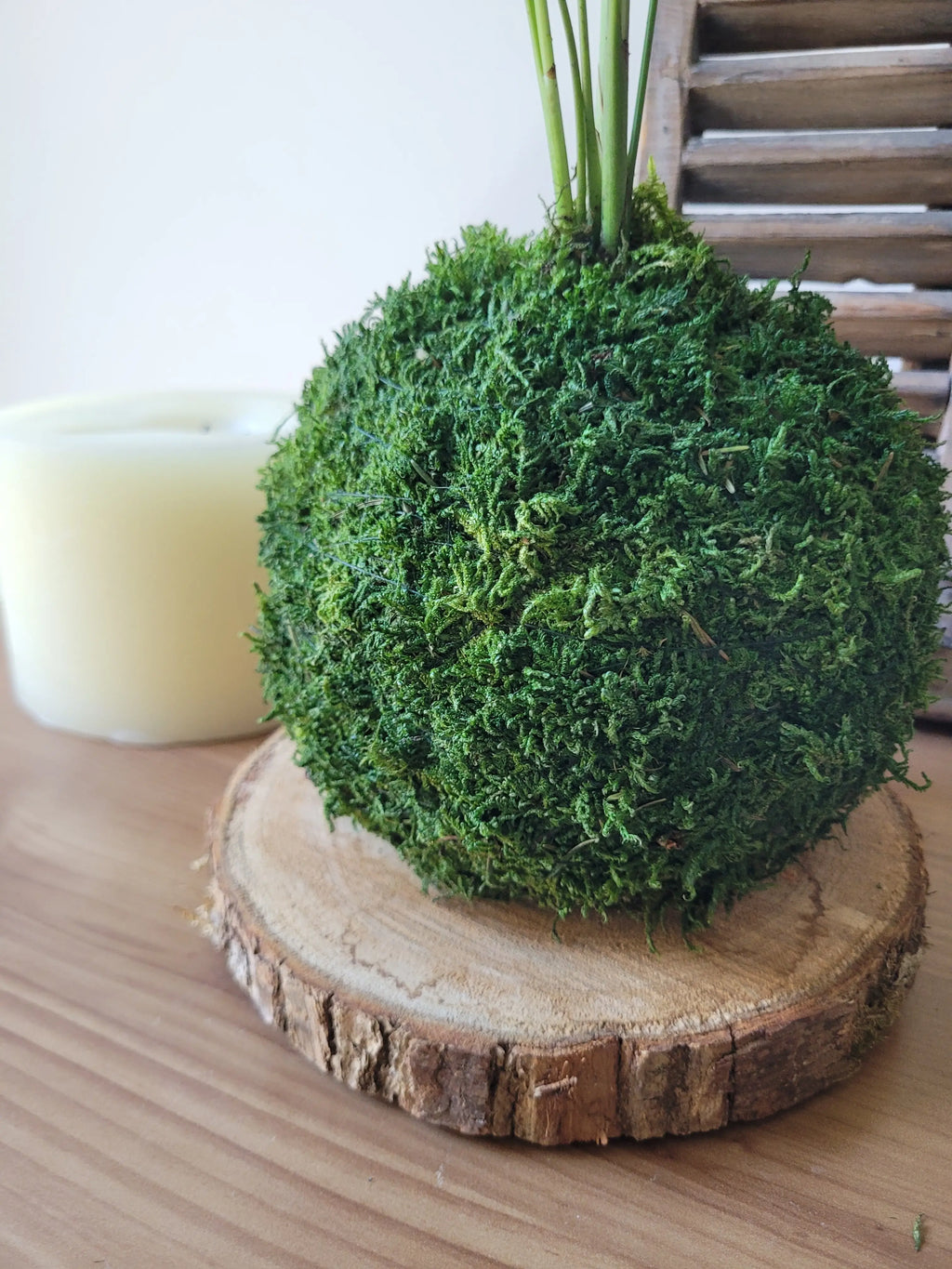 Kokedama Chamaedorea