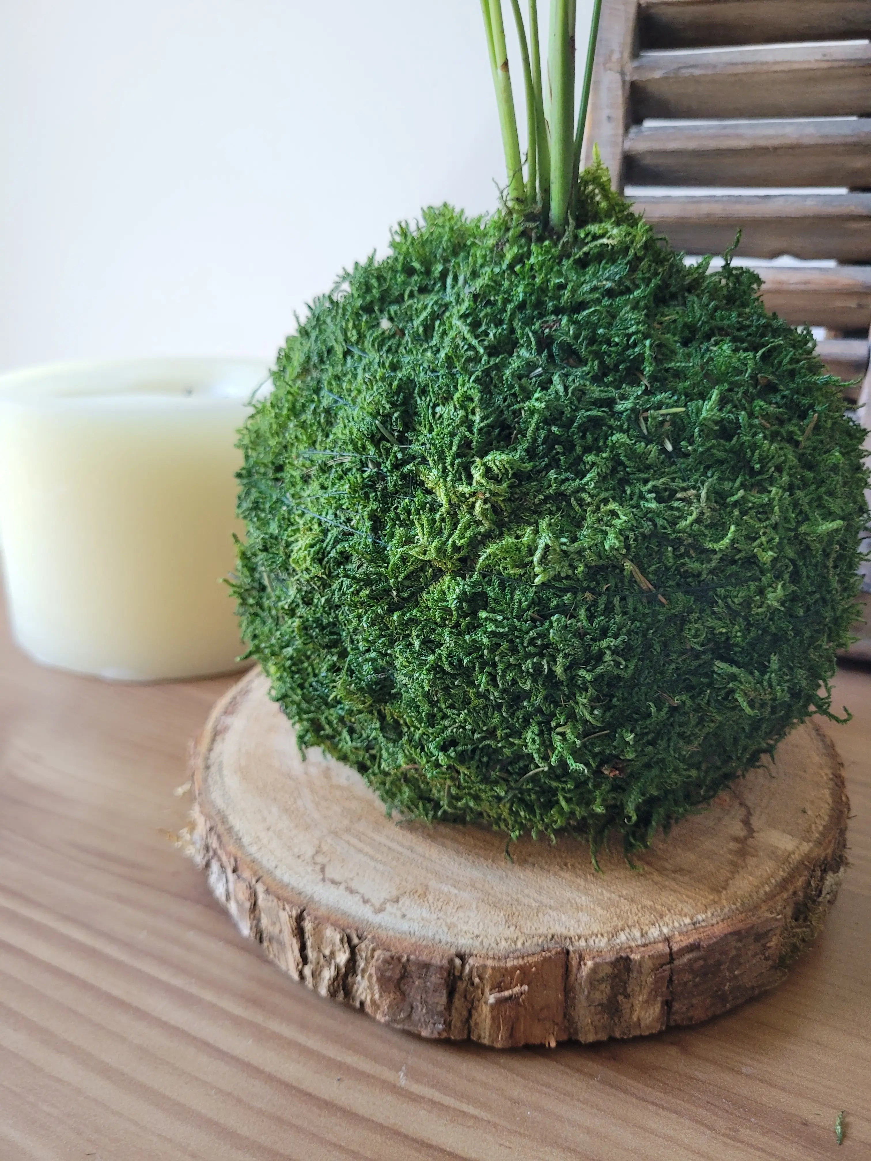 Kokedama Chamaedorea