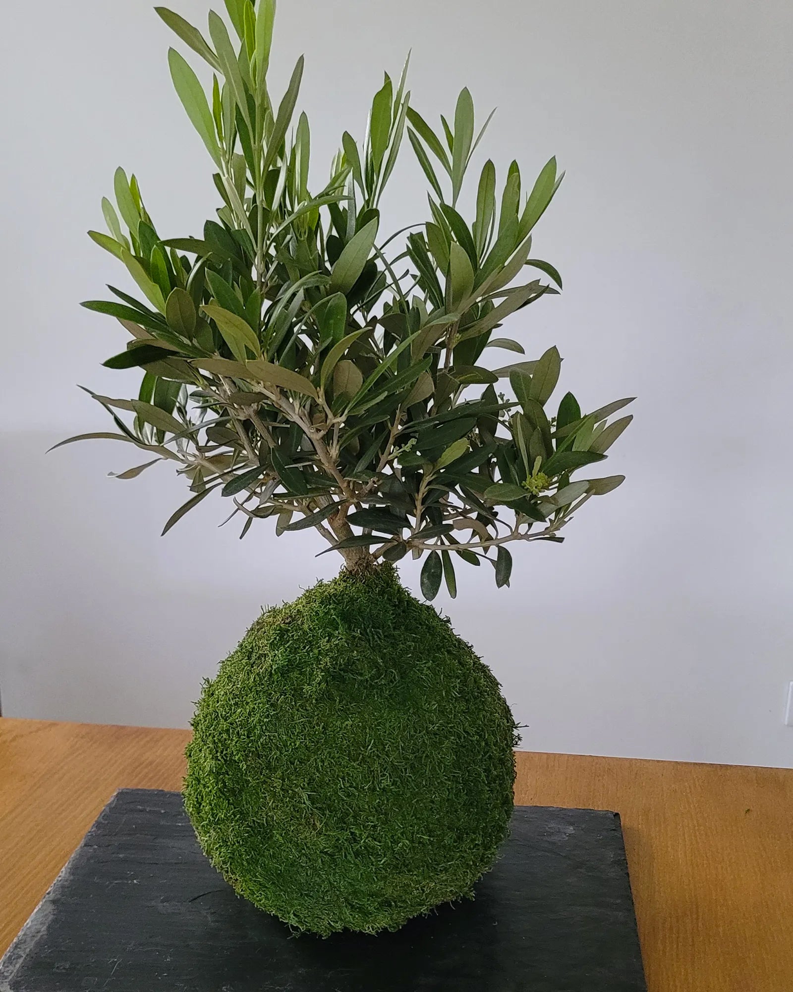 Kokedama Olivier