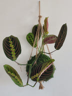 Kokedama Maranta