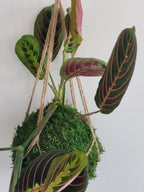 Kokedama Maranta