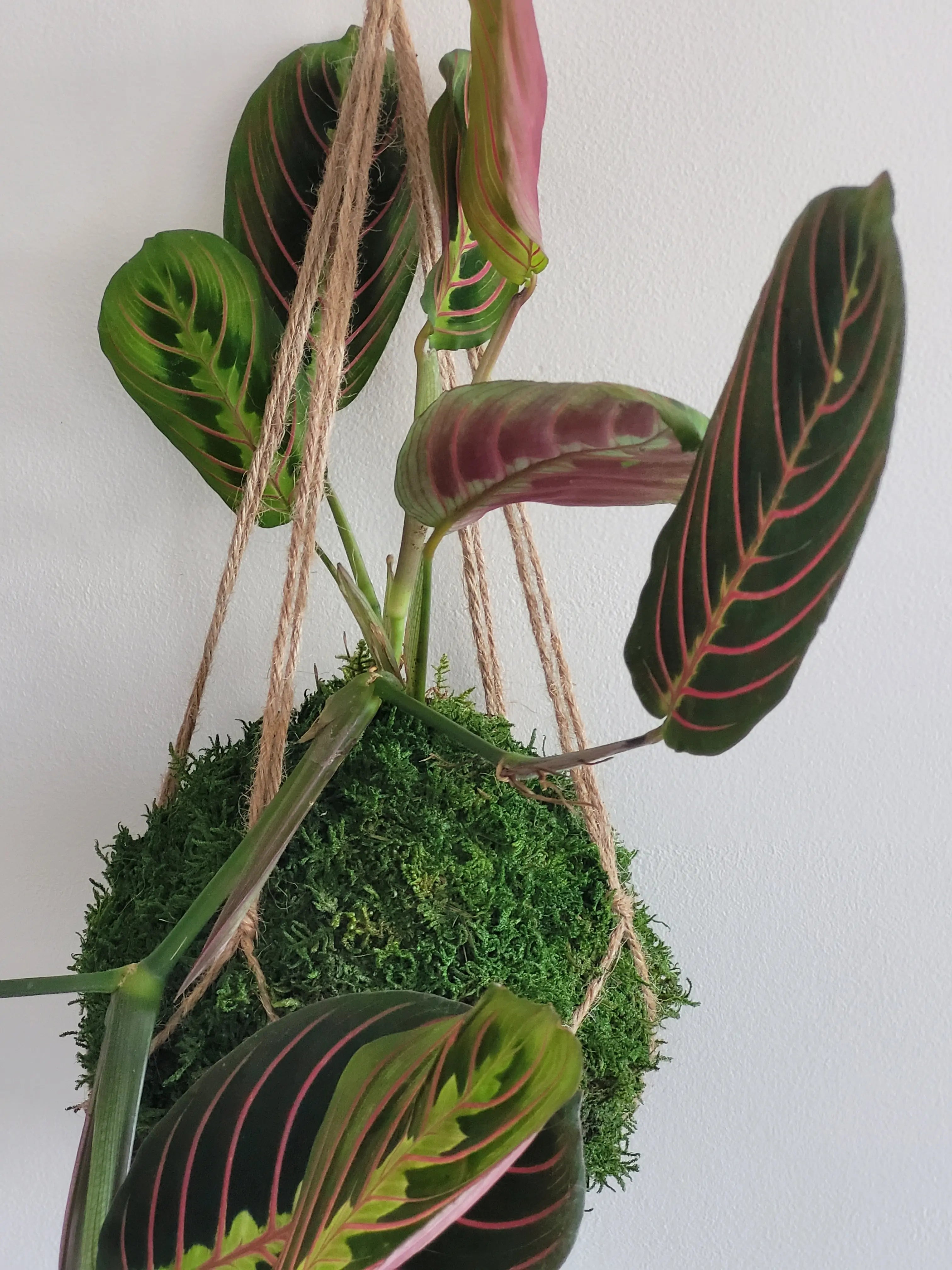 Kokedama Maranta