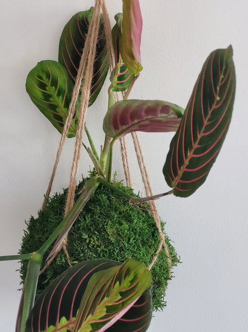 Kokedama Maranta