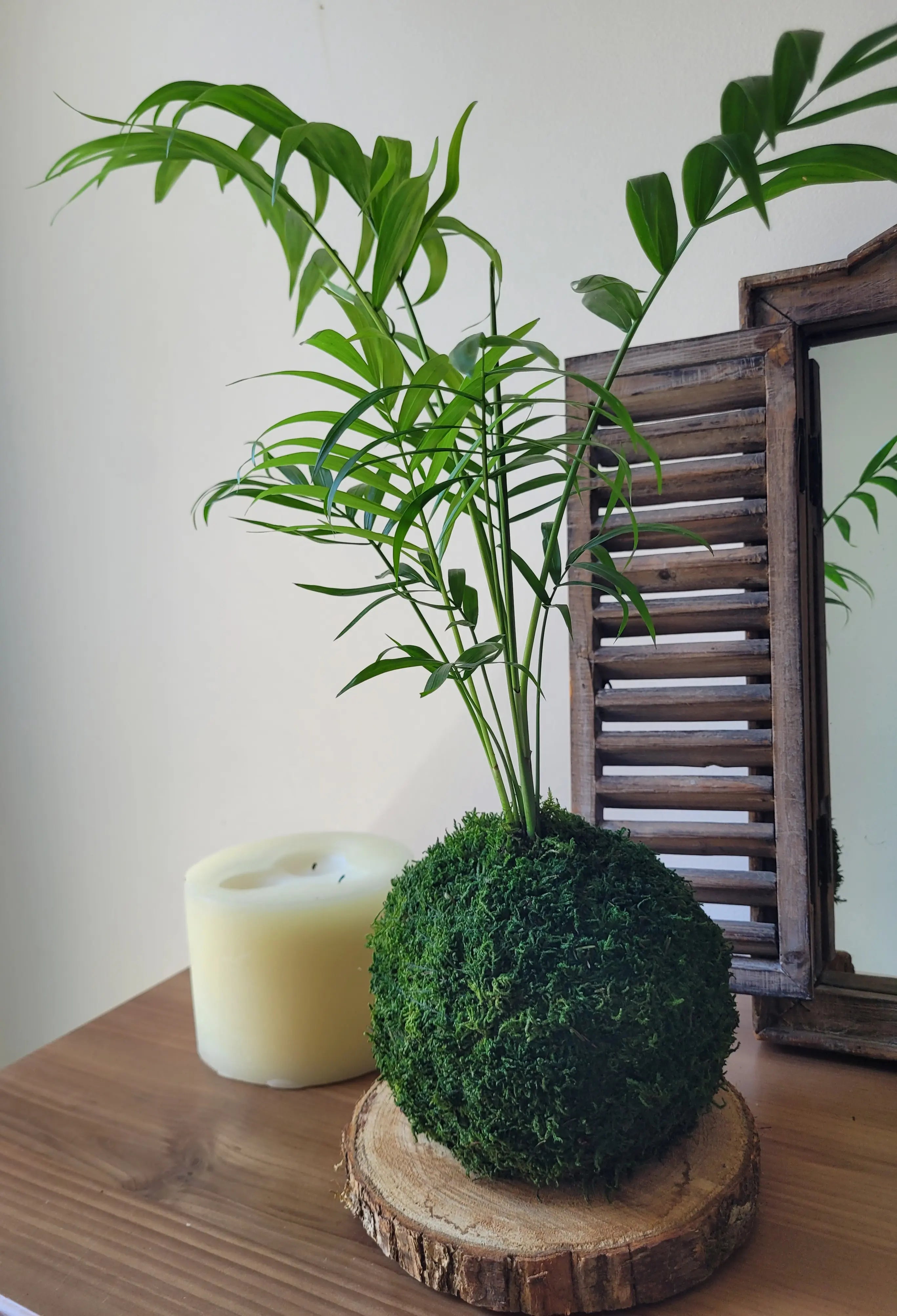 Kokedama Chamaedorea