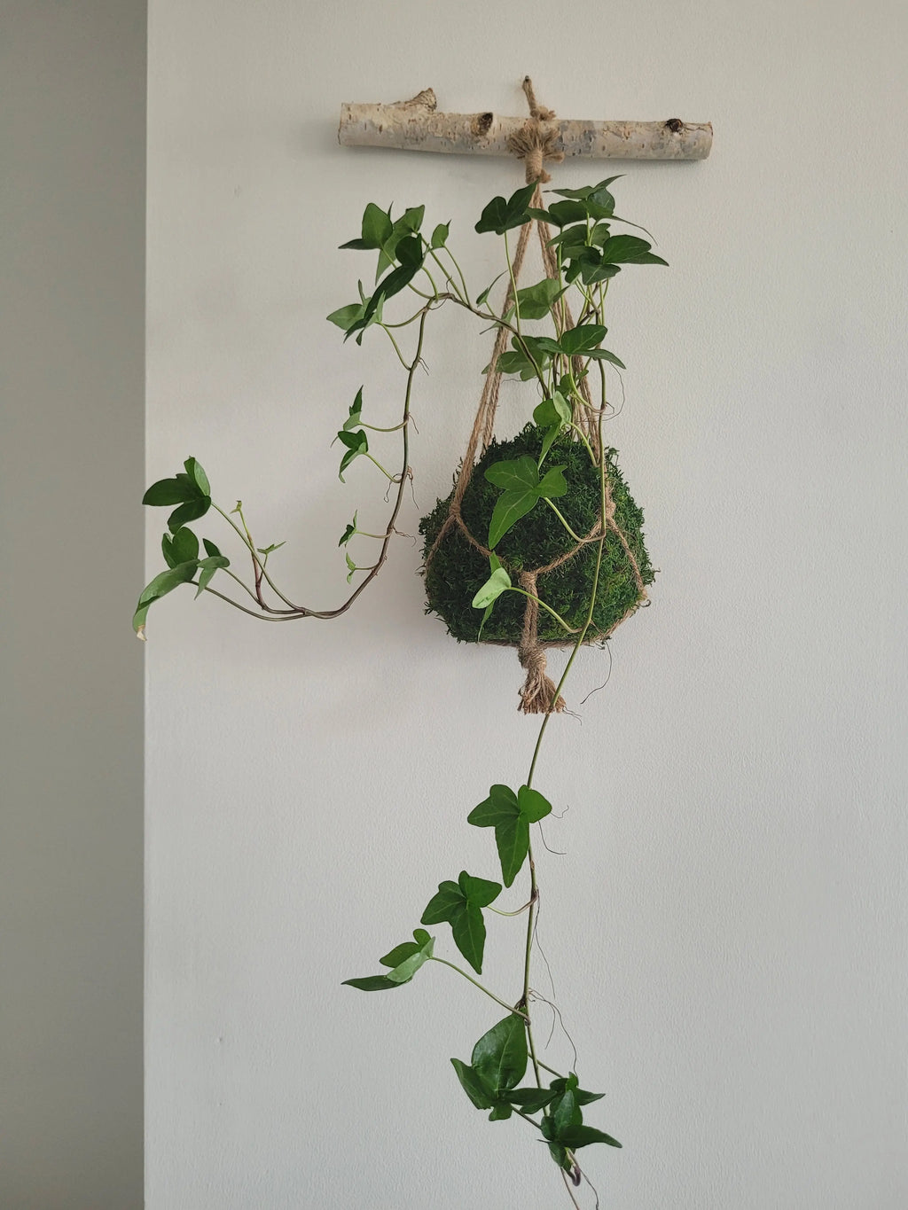 Kokedama Lierre en suspension avec bois