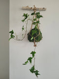 Kokedama Lierre en suspension avec bois