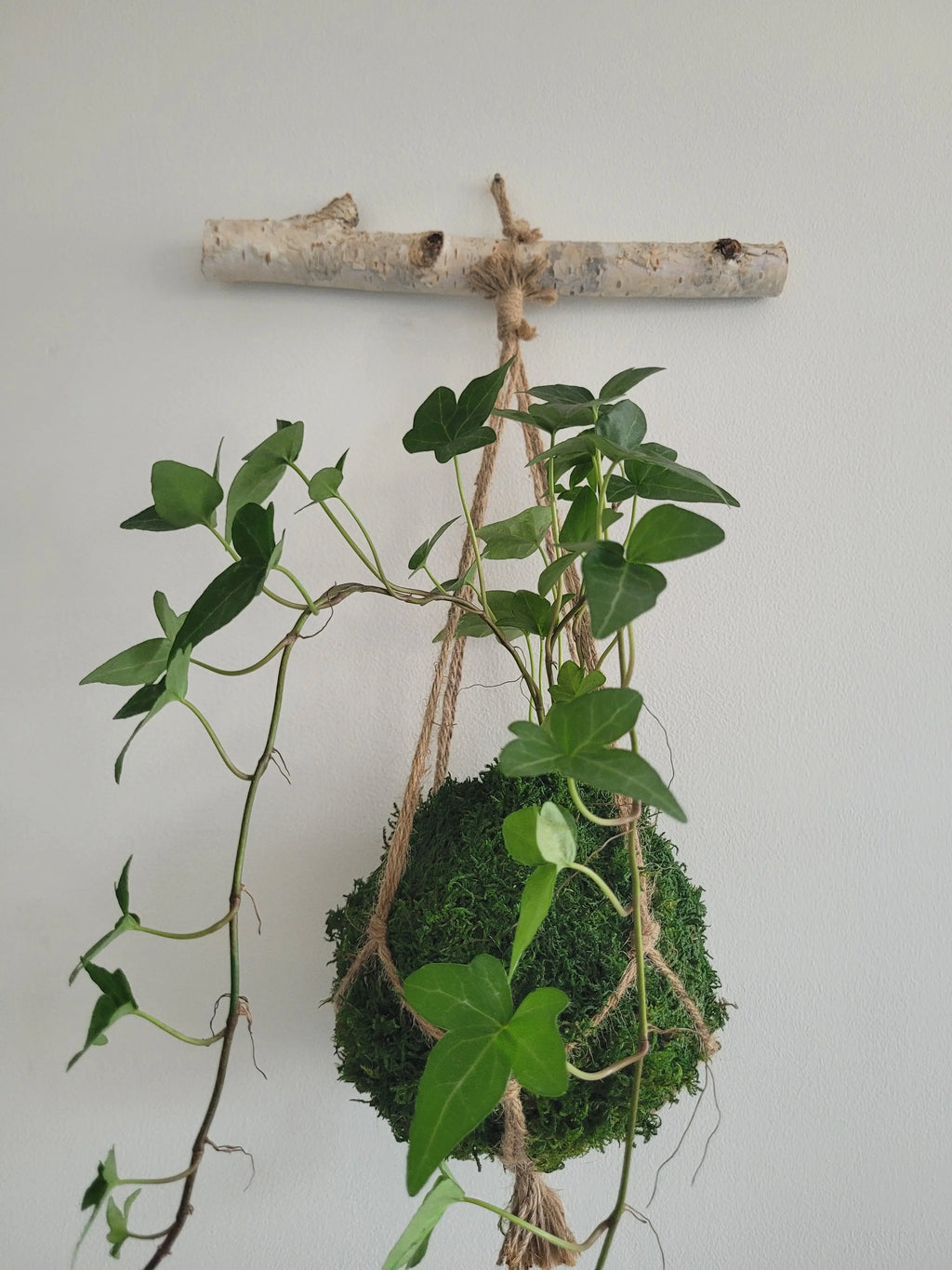Kokedama Lierre en suspension avec bois