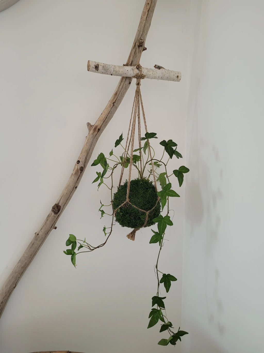 Kokedama Lierre en suspension avec bois
