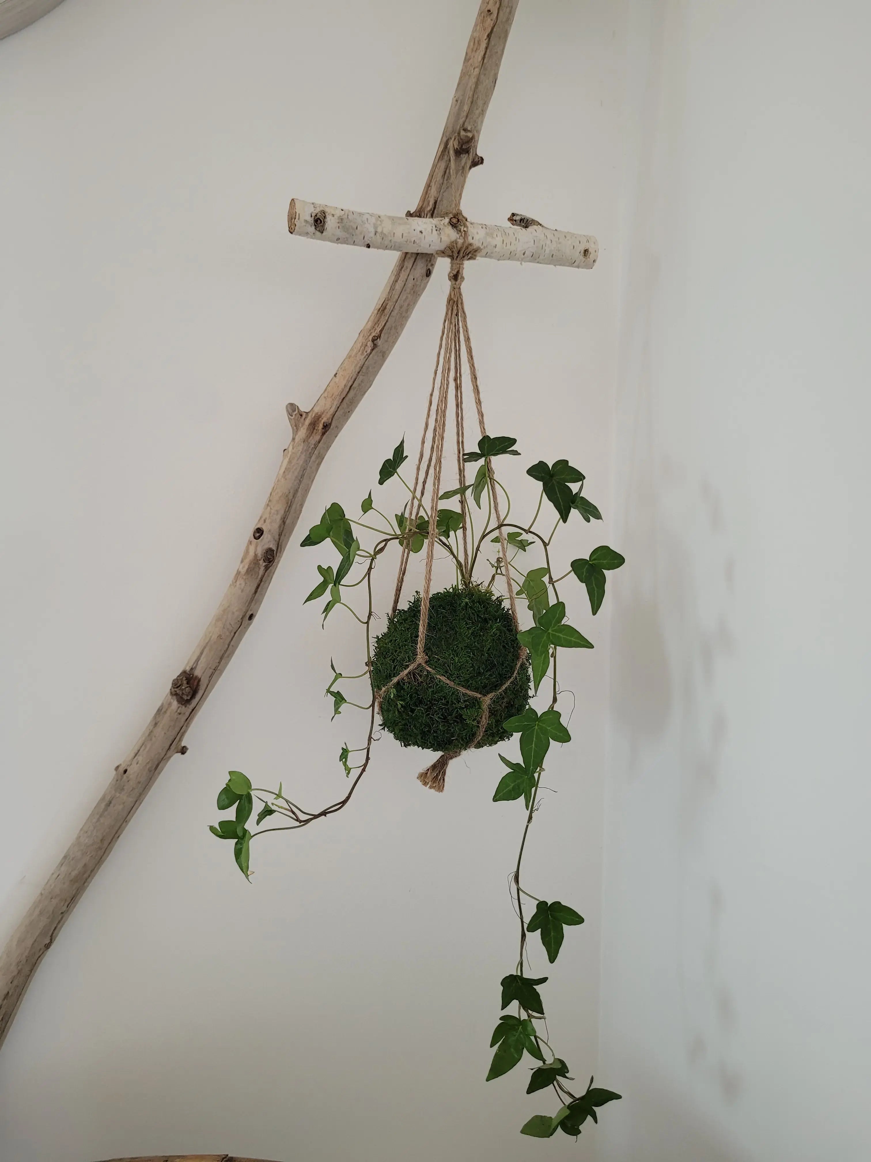 Kokedama Lierre en suspension avec bois
