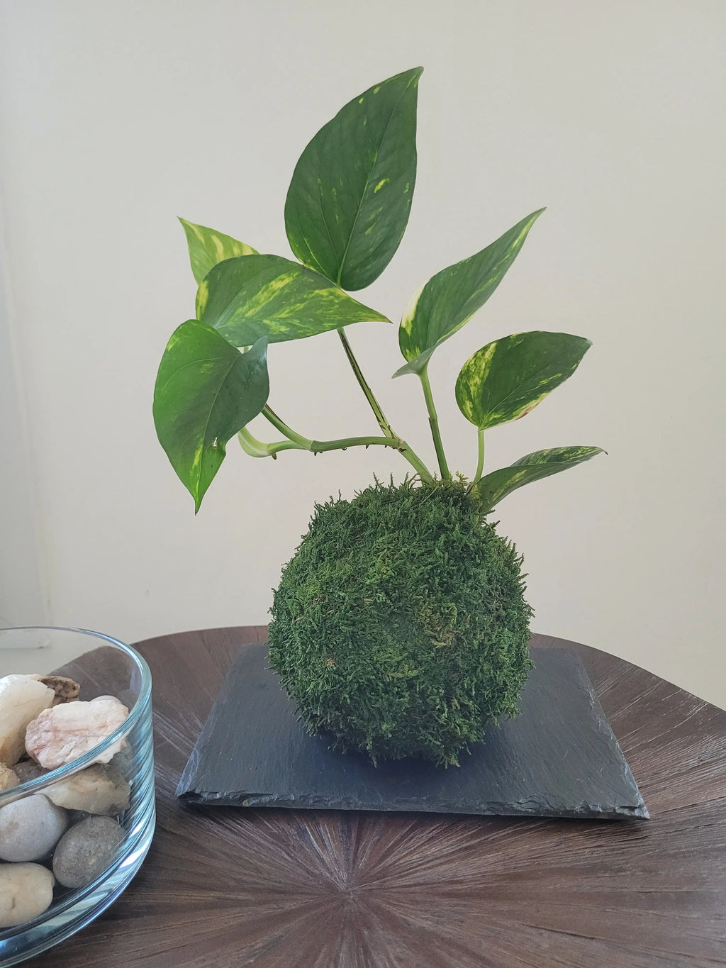 Kokedama Scindapsus