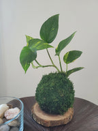 Kokedama Scindapsus