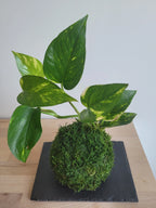 Kokedama Scindapsus