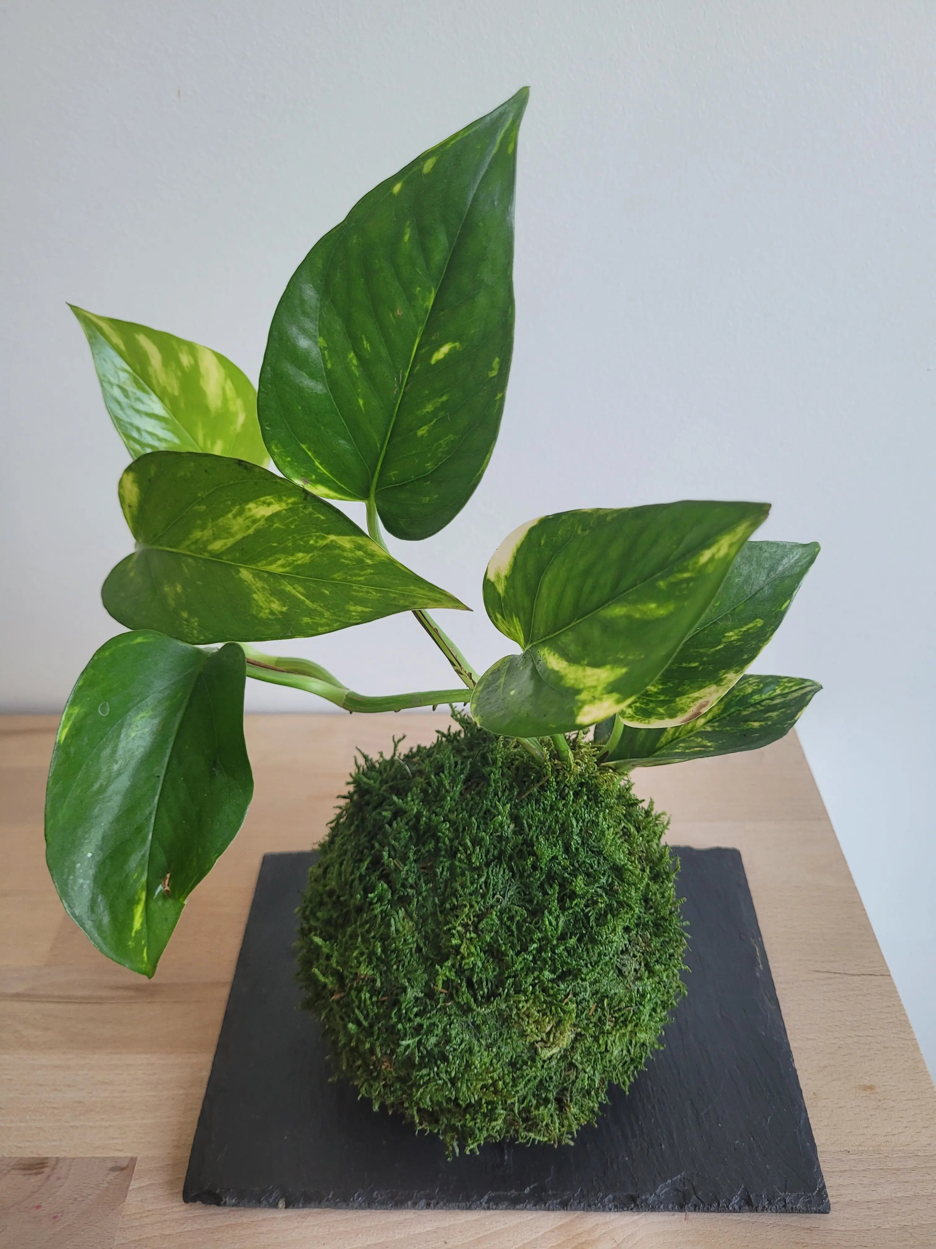Kokedama Scindapsus