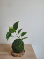 Kokedama Scindapsus
