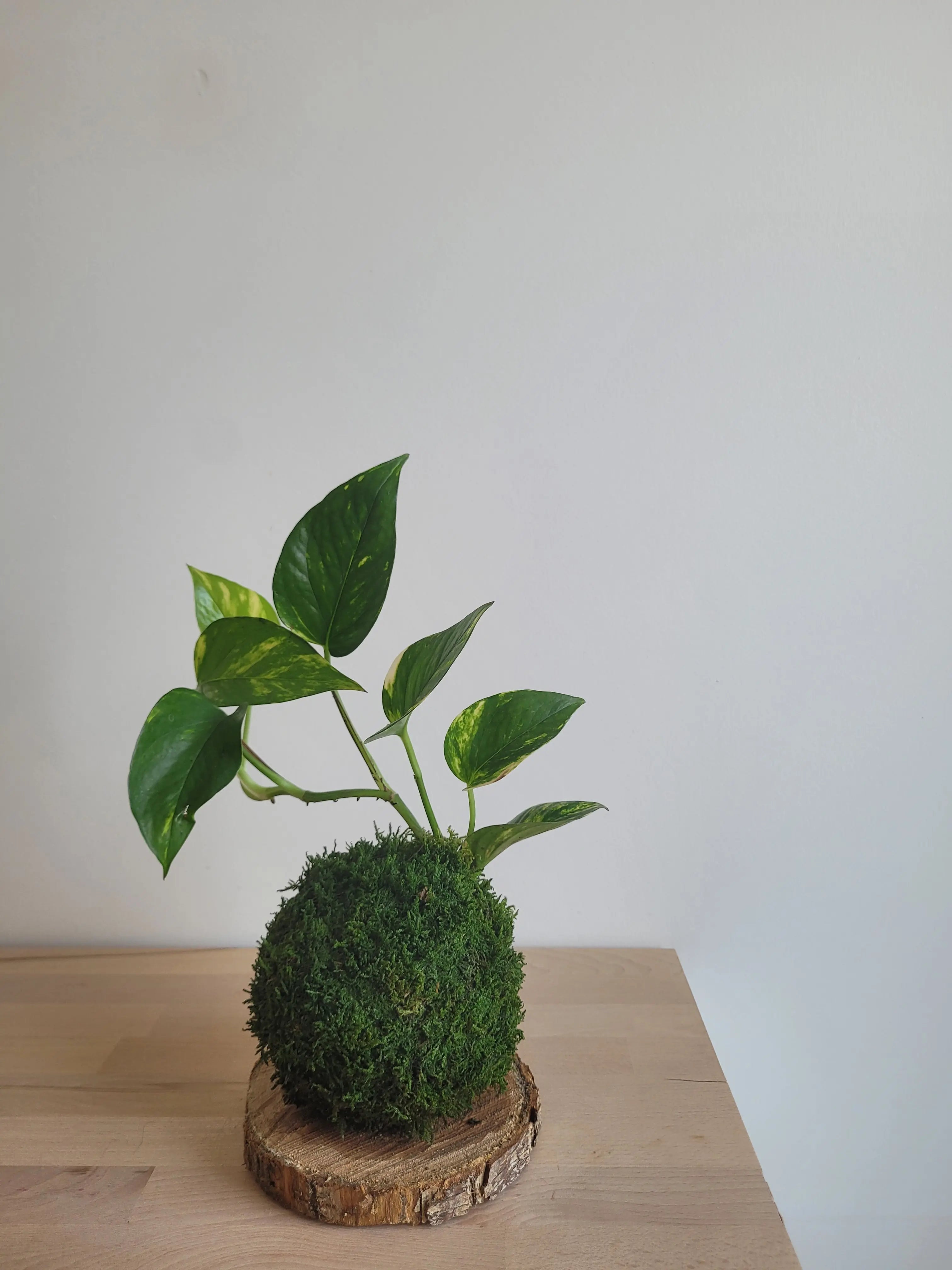 Kokedama Scindapsus