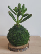 Kokedama Succulente Gollum