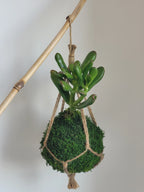 Kokedama Succulente Gollum