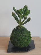 Kokedama Succulente Gollum