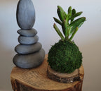 Kokedama Succulente Gollum