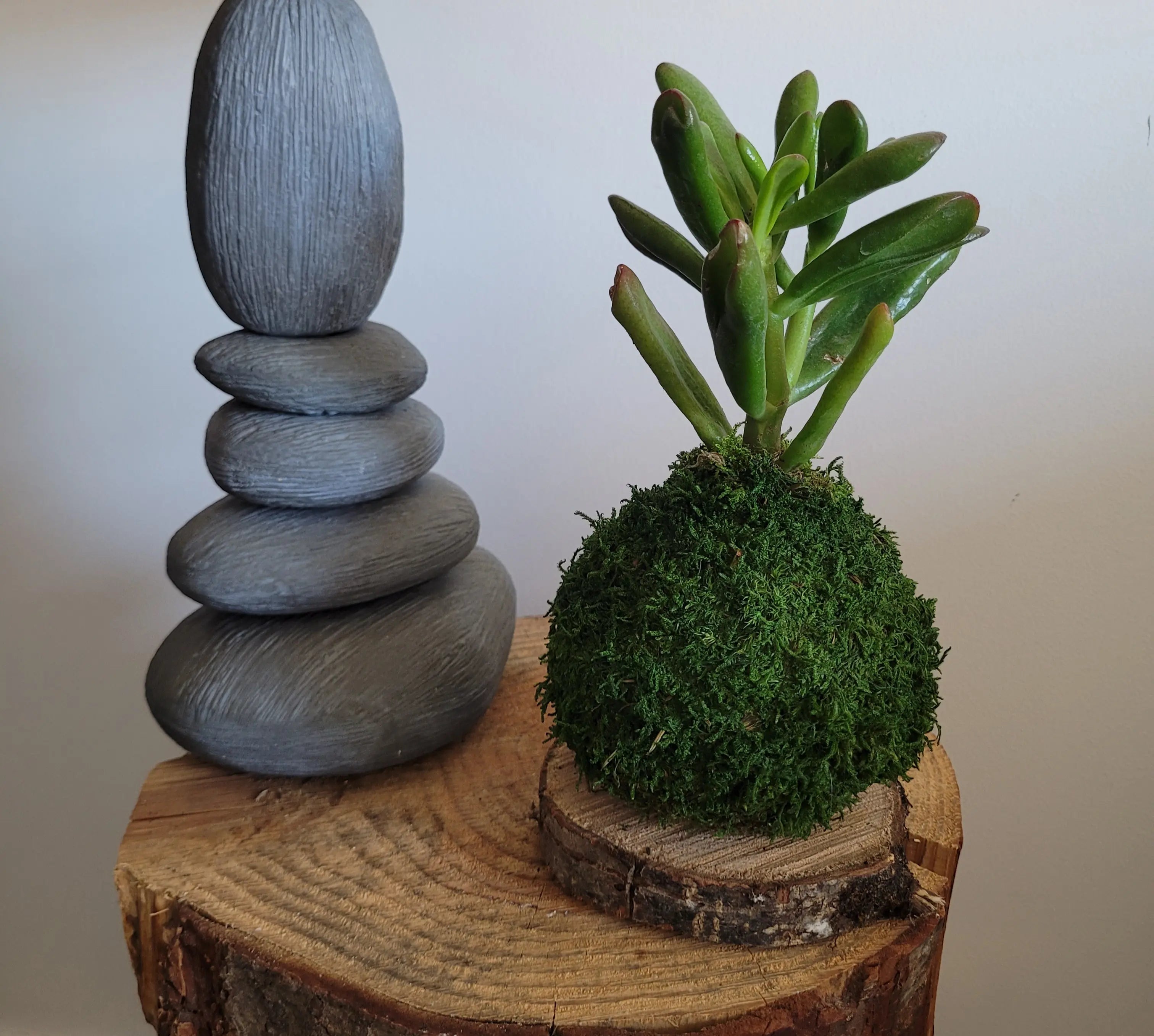 Kokedama Succulente Gollum