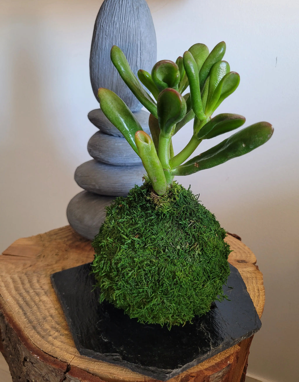 Kokedama Succulente Gollum
