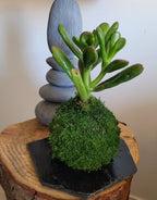Kokedama Succulente Gollum