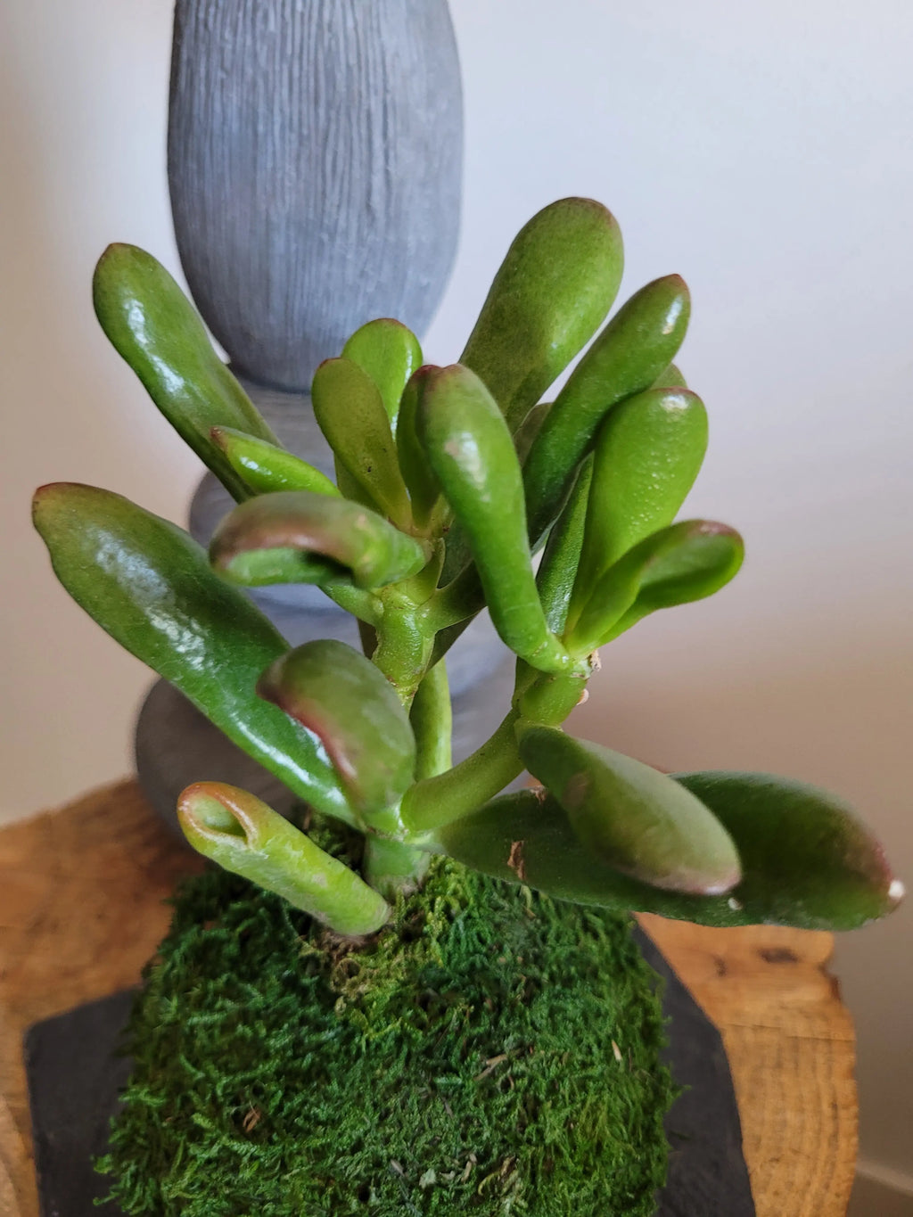 Kokedama Succulente Gollum