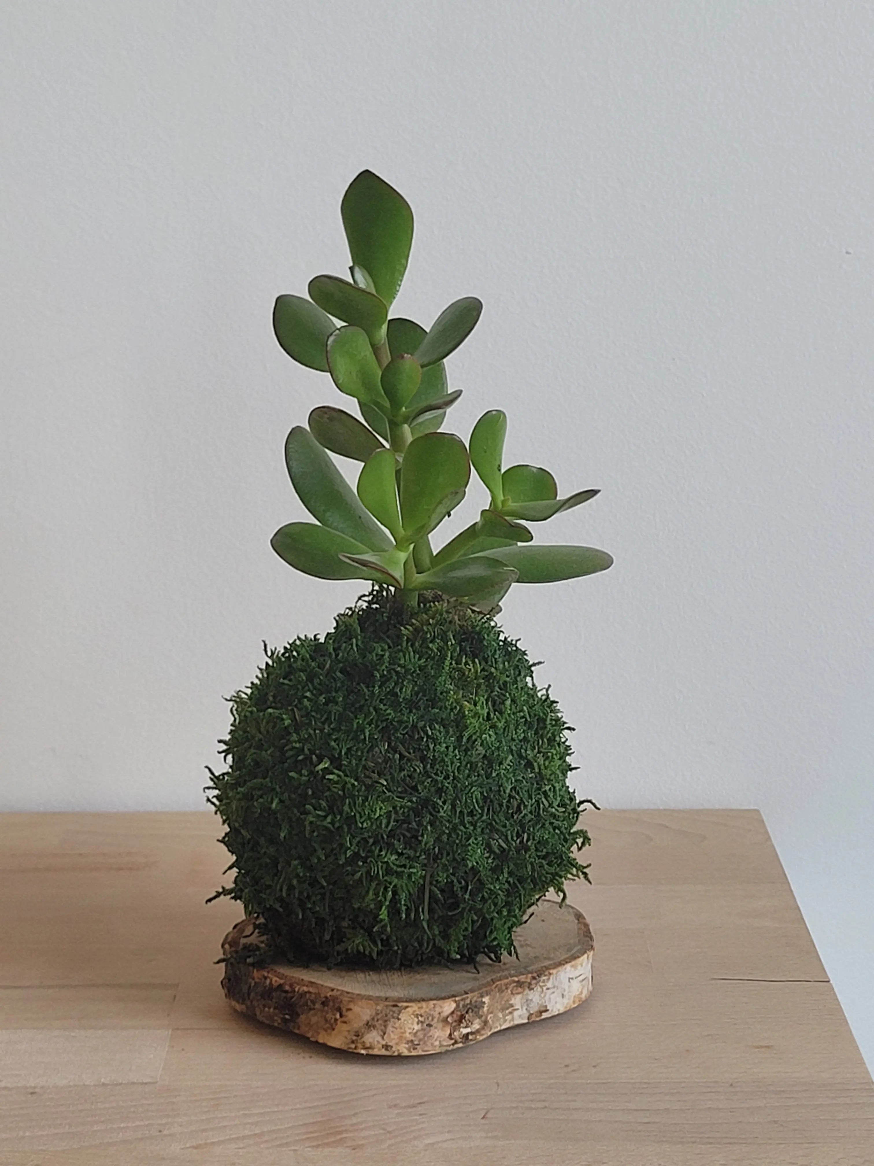 Kokedama Arbre de jade