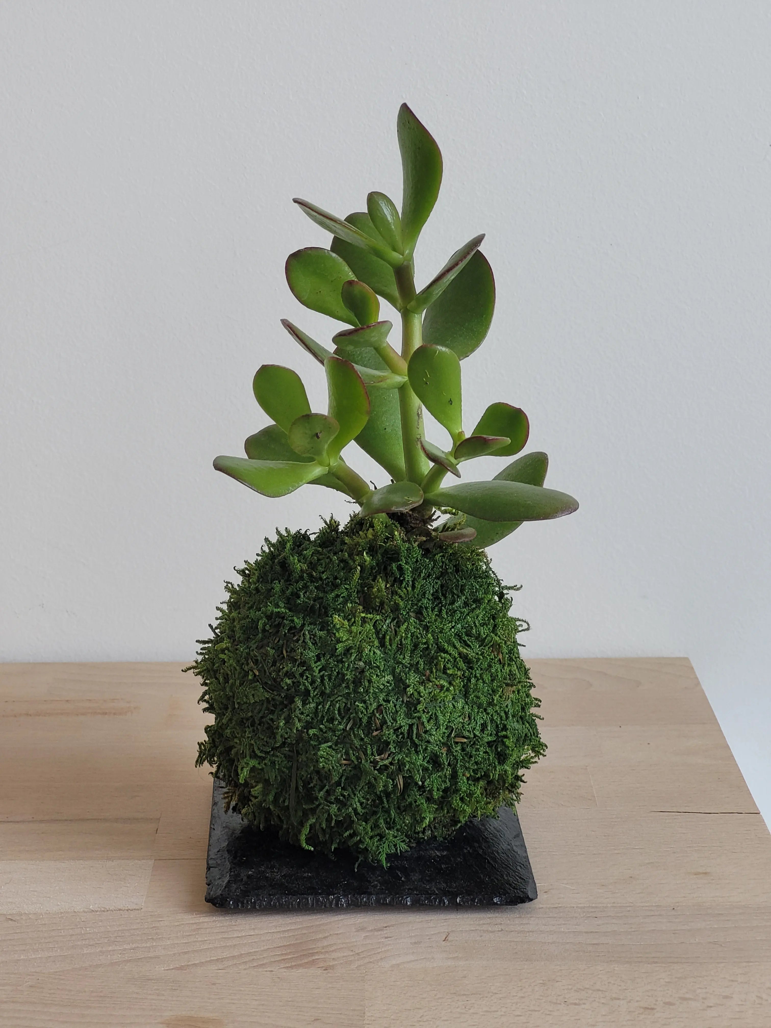 Kokedama Arbre de jade