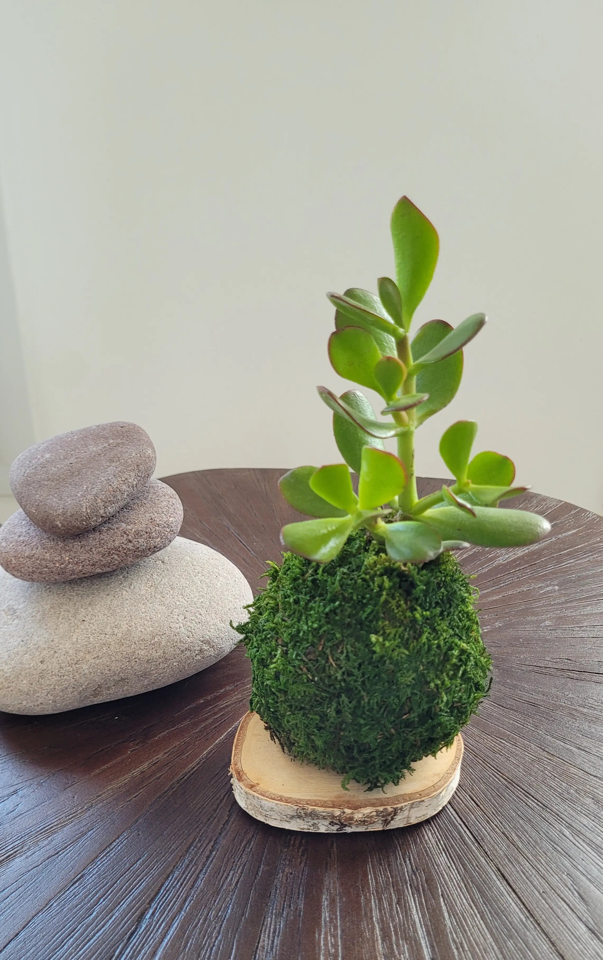 Kokedama Arbre de jade