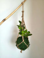 Kokedama Arbre de jade