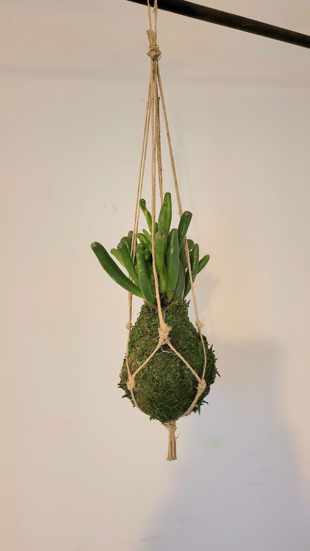Kokedama Succulente micro plante Gollum Annabelle Nature