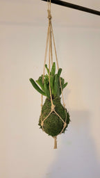 Kokedama Succulente micro plante Gollum Annabelle Nature