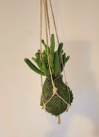 Kokedama Succulente micro plante Gollum Annabelle Nature