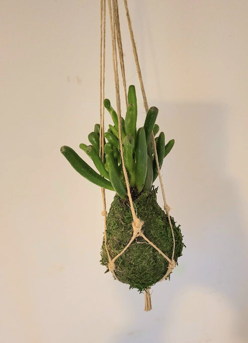 Kokedama Succulente micro plante Gollum Annabelle Nature
