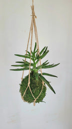 Kokedama Succulente micro plante Kalanchoe Annabelle Nature