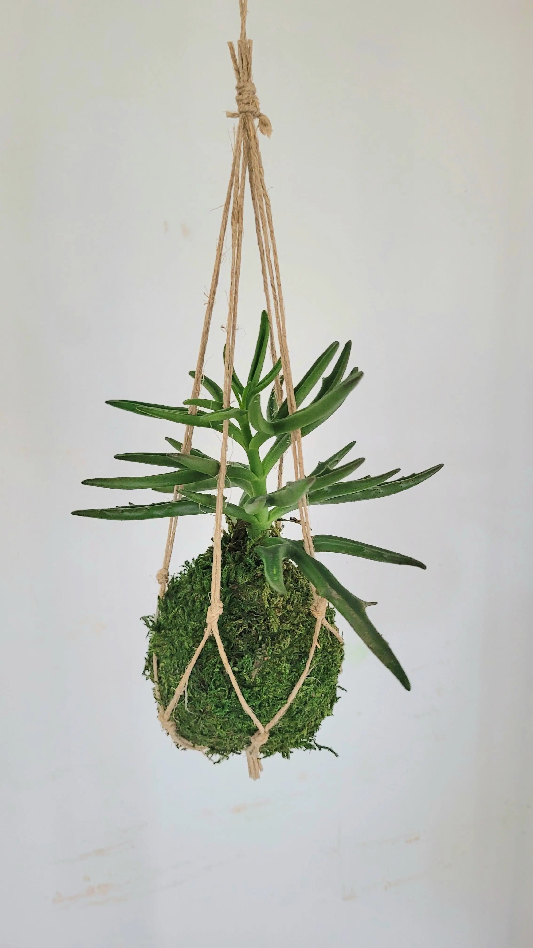 Kokedama Succulente micro plante Kalanchoe Annabelle Nature