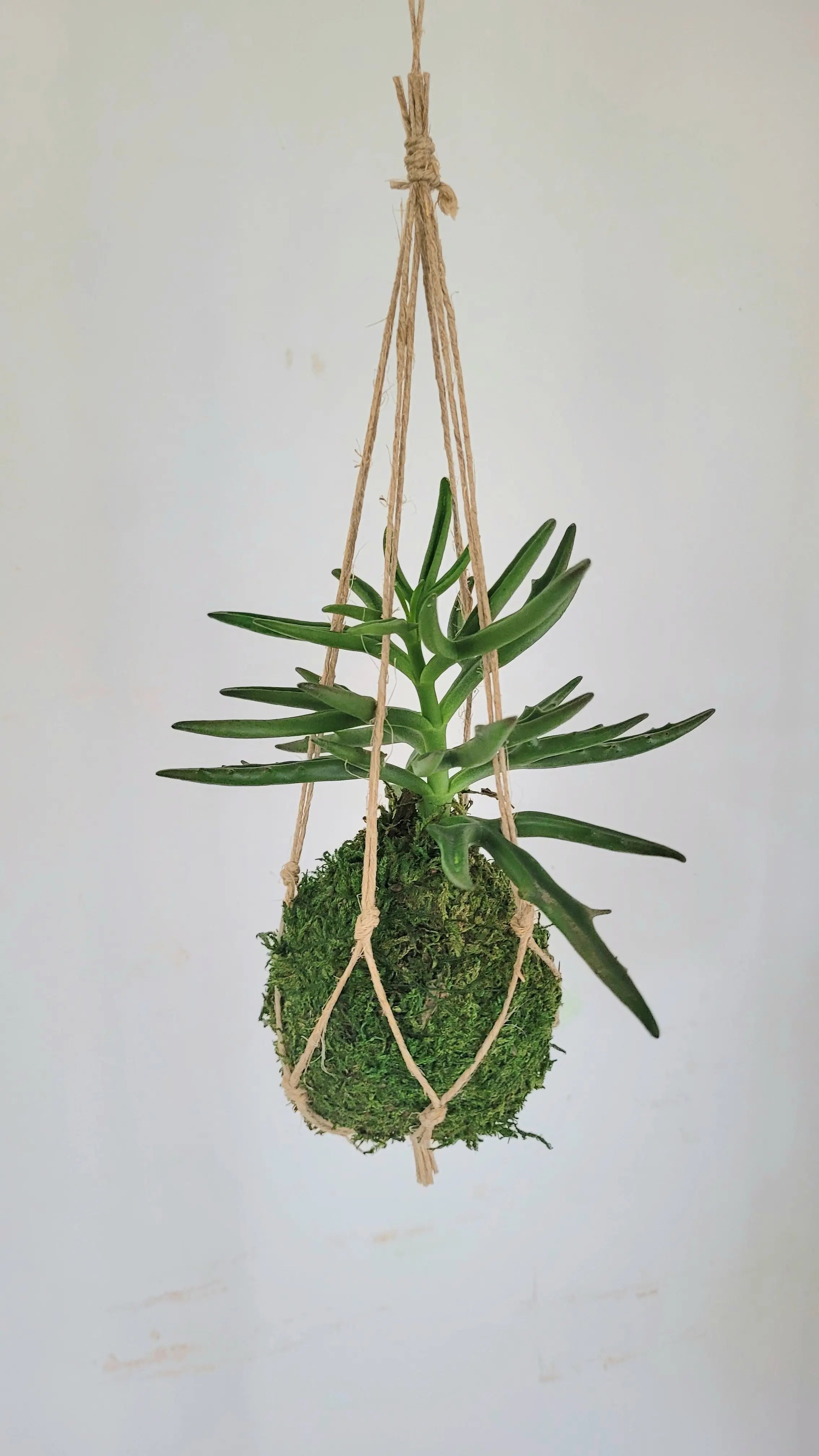 Kokedama Succulente - Micro Plante Kalanchoe