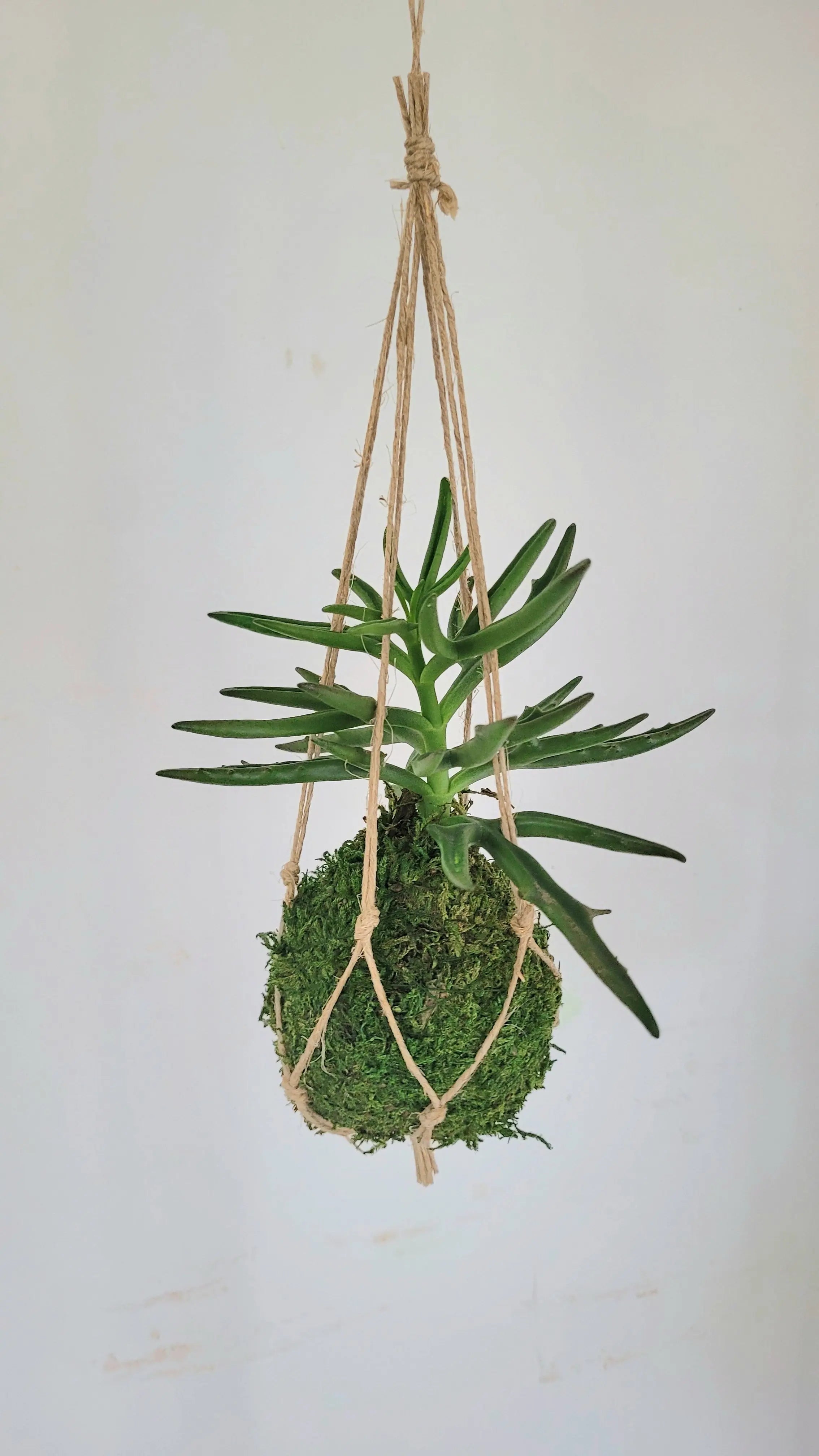 Kokedama Succulente micro plante Kalanchoe Annabelle Nature