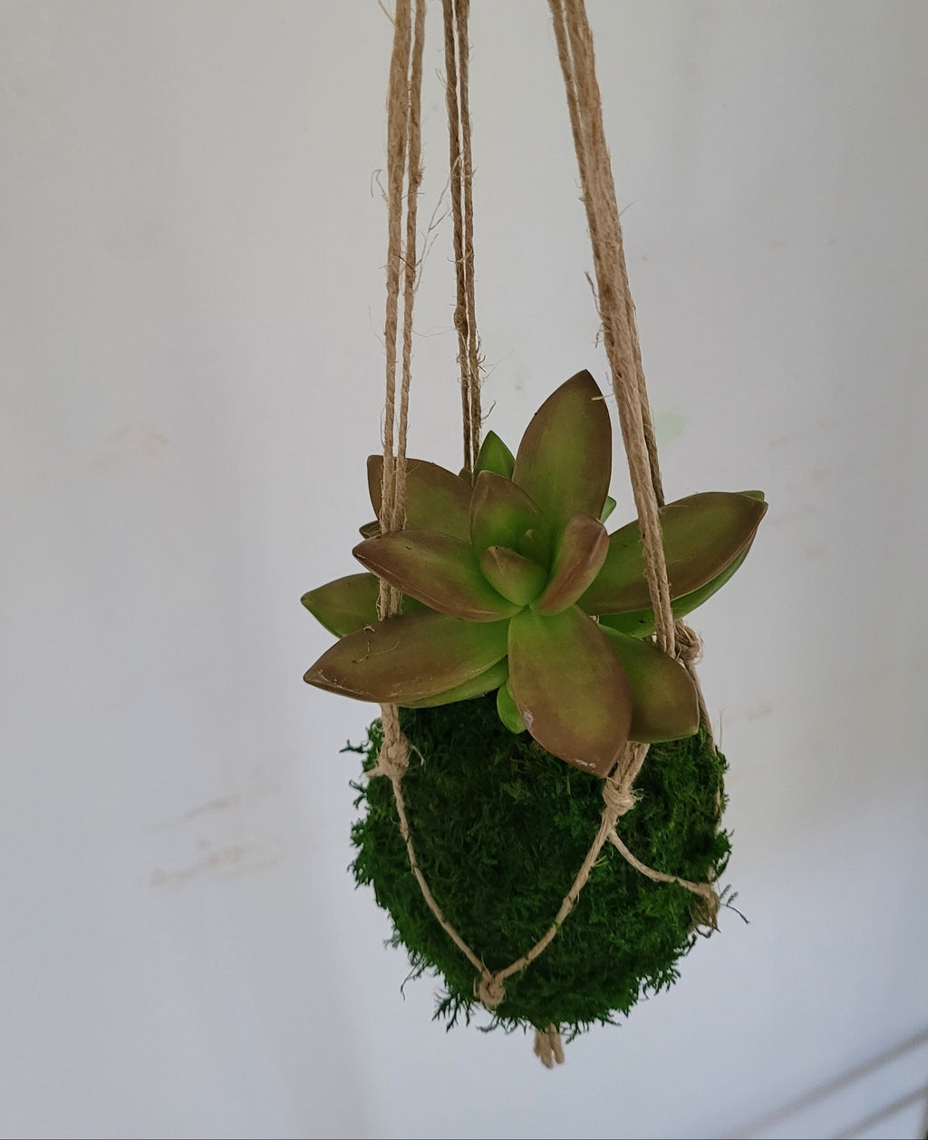 Kokedama Succulente micro plante Sedum