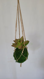 Kokedama Succulente micro plante Sedum