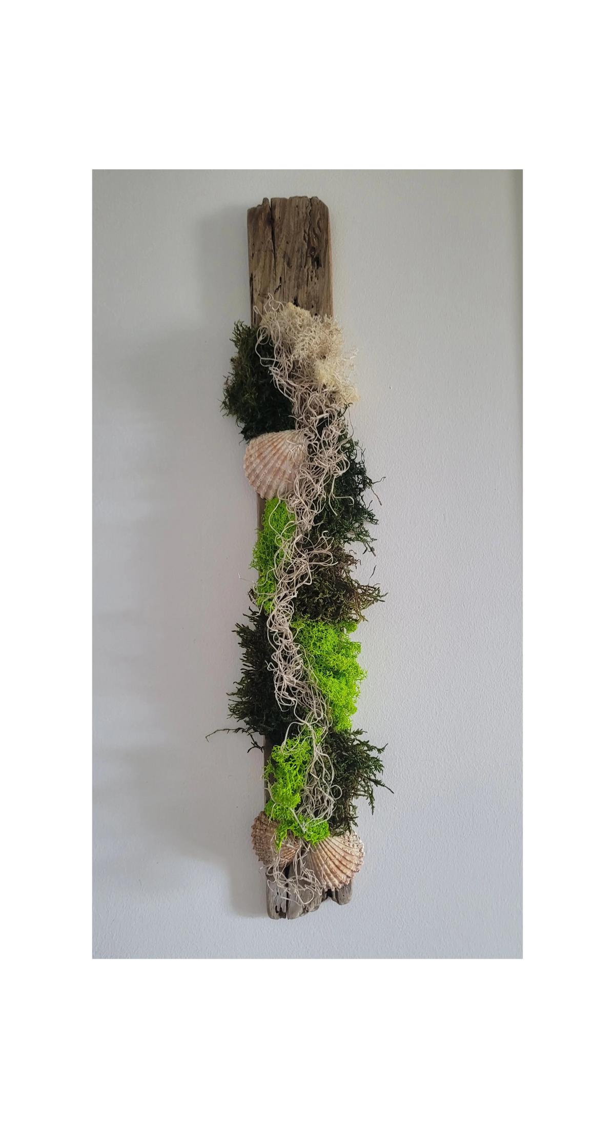 Tableau végétal coquillage sur bois flotté