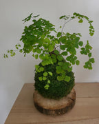 Kokedama Adiantum